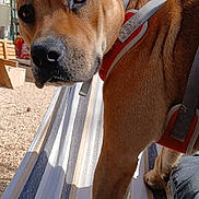Ashka a rejoint le concours — aidez-le/la à gagner de superbes lots ! dog, brown_dog, pet, harness, outdoor, patio, lounge_chair, striped_fabric, sunlight, blue_sky, trees, garden, close_up, animal_portrait, standing, looking_at_camera, black_nose, floppy_ears, short_fur, vacation