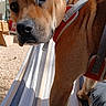 dog, brown_dog, pet, harness, outdoor, patio, lounge_chair, striped_fabric, sunlight, blue_sky, trees, garden, close_up, animal_portrait, standing, looking_at_camera, black_nose, floppy_ears, short_fur, vacation