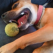 Ashka a rejoint le concours — aidez-le/la à gagner de superbes lots ! dog, tennis_ball, playful, paw, collar, mouth_open, teeth, tongue, fur, pet, relaxed, indoor, close_up, canine, animal, laying_down, brown_fur, soft_surface, cheerful, resting