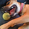dog, tennis_ball, playful, paw, collar, mouth_open, teeth, tongue, fur, pet, relaxed, indoor, close_up, canine, animal, laying_down, brown_fur, soft_surface, cheerful, resting