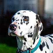 Ulysse participe au concours pour gagner de l'argent avec cette photo : dalmatian, dog, pet, animal, collar, white, black_spots, outdoor, portrait, canine, fur, muzzle, ears, closeup, green_grass, daylight, looking_away, domestic_animal, leash_ring, spot_pattern
