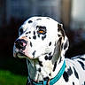 dalmatian, dog, pet, animal, collar, white, black_spots, outdoor, portrait, canine, fur, muzzle, ears, closeup, green_grass, daylight, looking_away, domestic_animal, leash_ring, spot_pattern