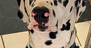 Ulysse participe au concours pour gagner de l'argent avec cette photo : animal, black_spots, blue_collar, brown_eyes, canine, close_up, collar, dalmatian, dog, domestic_animal, ears, indoor, looking, muzzle, nose, pet, portrait, sitting, tile_floor, white_fur