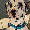 animal, black_spots, blue_collar, brown_eyes, canine, close_up, collar, dalmatian, dog, domestic_animal, ears, indoor, looking, muzzle, nose, pet, portrait, sitting, tile_floor, white_fur