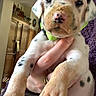animal, cabinets, closeup, collar, curious, cute, dalmatian, dog, domestic, furniture, hand, holding, indoor, messy, pet, portrait, puppy, soft_lighting, spots, young_animal