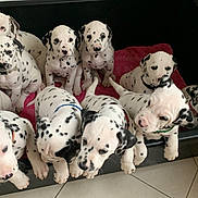 Ulysse participe au concours pour gagner de l'argent avec cette photo : animal, bed, black_and_white, blanket, curious, cute, dalmatian, dog, domestic_animal, group, indoor, mammal, multiple, pet, playful, puppies, resting, spotted, tile_floor, young