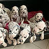 animal, bed, black_and_white, blanket, curious, cute, dalmatian, dog, domestic_animal, group, indoor, mammal, multiple, pet, playful, puppies, resting, spotted, tile_floor, young