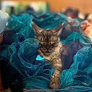 Zeus a rejoint le concours — aidez-le/la à gagner de superbes lots ! cat, animal, pet, feline, yellow_eyes, blue_fabric, ruffled_cloth, indoor, close_up, portrait, fluffy, tabby, whiskers, relaxed, soft_texture, colorful, decorative, sitting, curious, cozy