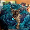 cat, animal, pet, feline, yellow_eyes, blue_fabric, ruffled_cloth, indoor, close_up, portrait, fluffy, tabby, whiskers, relaxed, soft_texture, colorful, decorative, sitting, curious, cozy