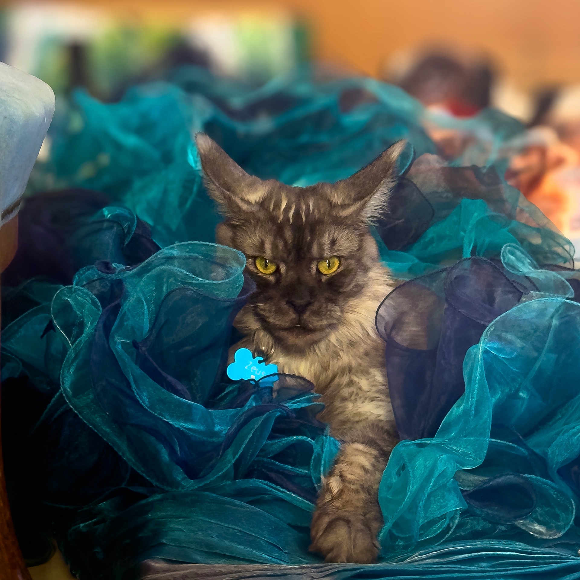 Zeus a rejoint le concours — aidez-le/la à gagner de superbes lots ! cat, animal, pet, feline, yellow_eyes, blue_fabric, ruffled_cloth, indoor, close_up, portrait, fluffy, tabby, whiskers, relaxed, soft_texture, colorful, decorative, sitting, curious, cozy