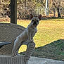 dog, french_bulldog, wicker_chair, outdoor, backyard, grass, fence, tree, sunlight, pet, animal, canine, porch, curious, standing, daytime, nature, ear, look, serious