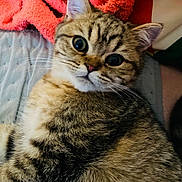 Nourson a rejoint le concours — aidez-le/la à gagner de superbes lots ! cat, tabby, fur, whiskers, ears, eyes, pet, animal, cute, close_up, indoor, blanket, towel, soft, relaxed, mammal, domestic_animal, feline, lying_down, portrait