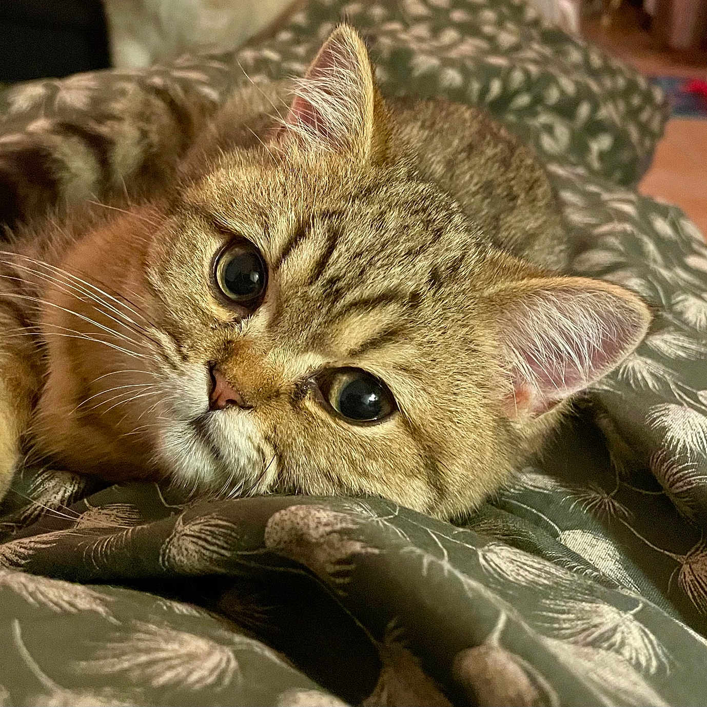 Nourson a rejoint le concours — aidez-le/la à gagner de superbes lots ! animal, blanket, cat, close_up, cozy, cute, ears, eyes, face, feline, fur, indoor, laying, nose, pattern, pet, relaxing, soft, tabby, whiskers