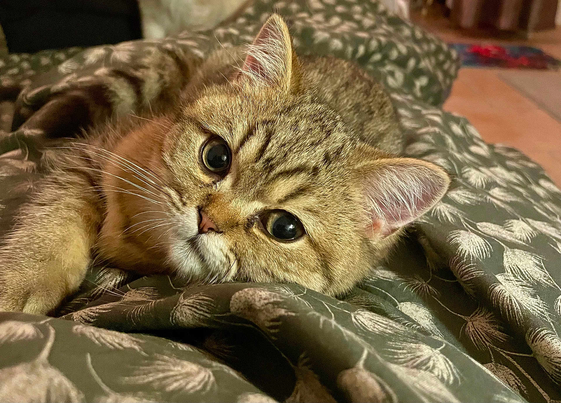 Nourson a rejoint le concours — aidez-le/la à gagner de superbes lots ! cat, tabby, close_up, animal, pet, whiskers, fur, eyes, cute, indoor, blanket, pattern, relaxing, laying, face, ears, nose, soft, cozy, feline