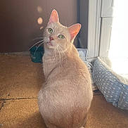 Cooper is registered to the contest to win money with this photo: cat, beige_cat, green_eyes, carpet, pet_bed, indoor, sunlight, shadow, door_frame, curious, feline, whiskers, tail, floor, animal, domestic, cute, sitting, looking_back, cozy