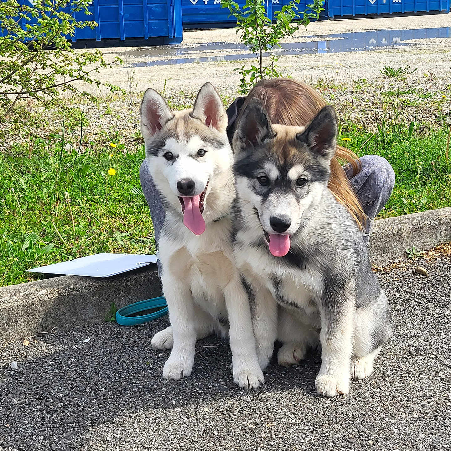 Aiko participe au concours pour gagner de l'argent avec cette photo : accessories, animal, architecture, building, canine, dog, eskimodog, herbal, herbs, husky, nature, outdoors, path, pet, plant, puppy, shelter, soil, strap, walkway