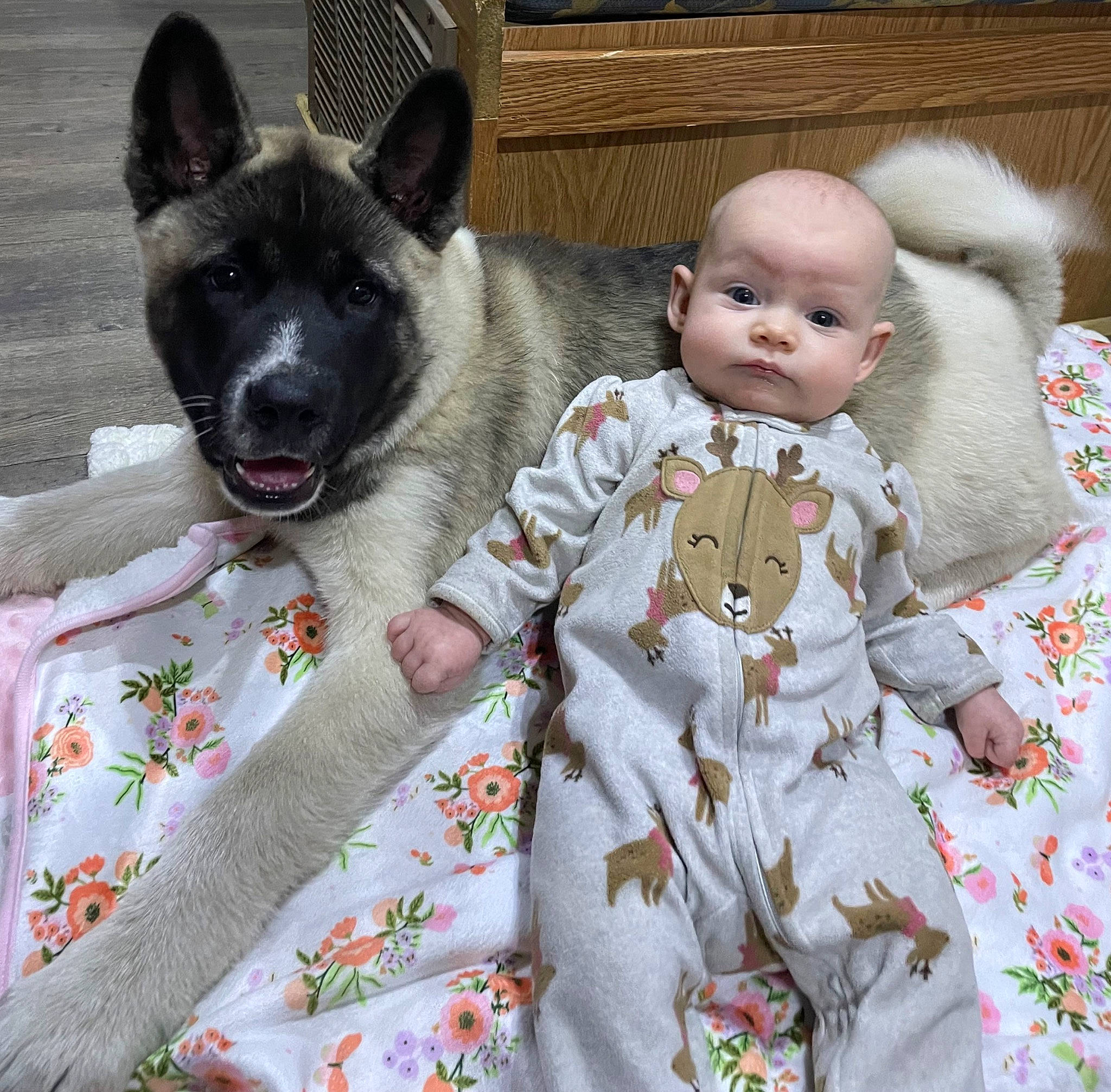Kodiak joined the competition — help win amazing prizes! baby, baby_toddler_clothing, carnivore, comfort, companion_dog, dog, dog_breed, doll, dress, fawn, fur, linens, pattern, sitting, sleeve, stuffed_toy, t_shirt, textile, toddler, toy
