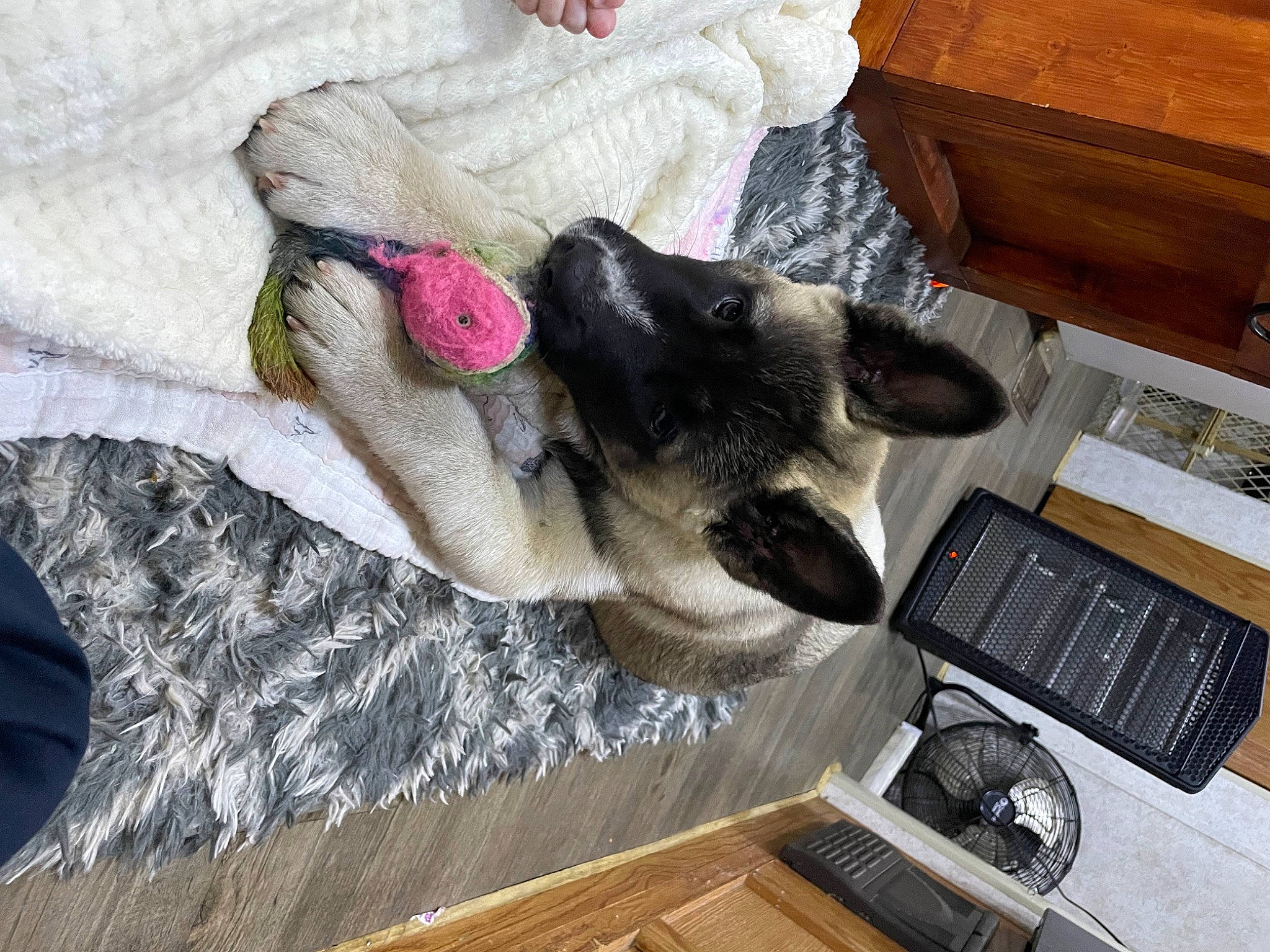 Kodiak joined the competition — help win amazing prizes! canidae, carnivore, comfort, companion_dog, dog, dog_breed, domestic_short_haired_cat, fawn, felidae, flooring, fur, hardwood, linens, nap, room, small_to_medium_sized_cats, sporting_group, tableware, tail, wood