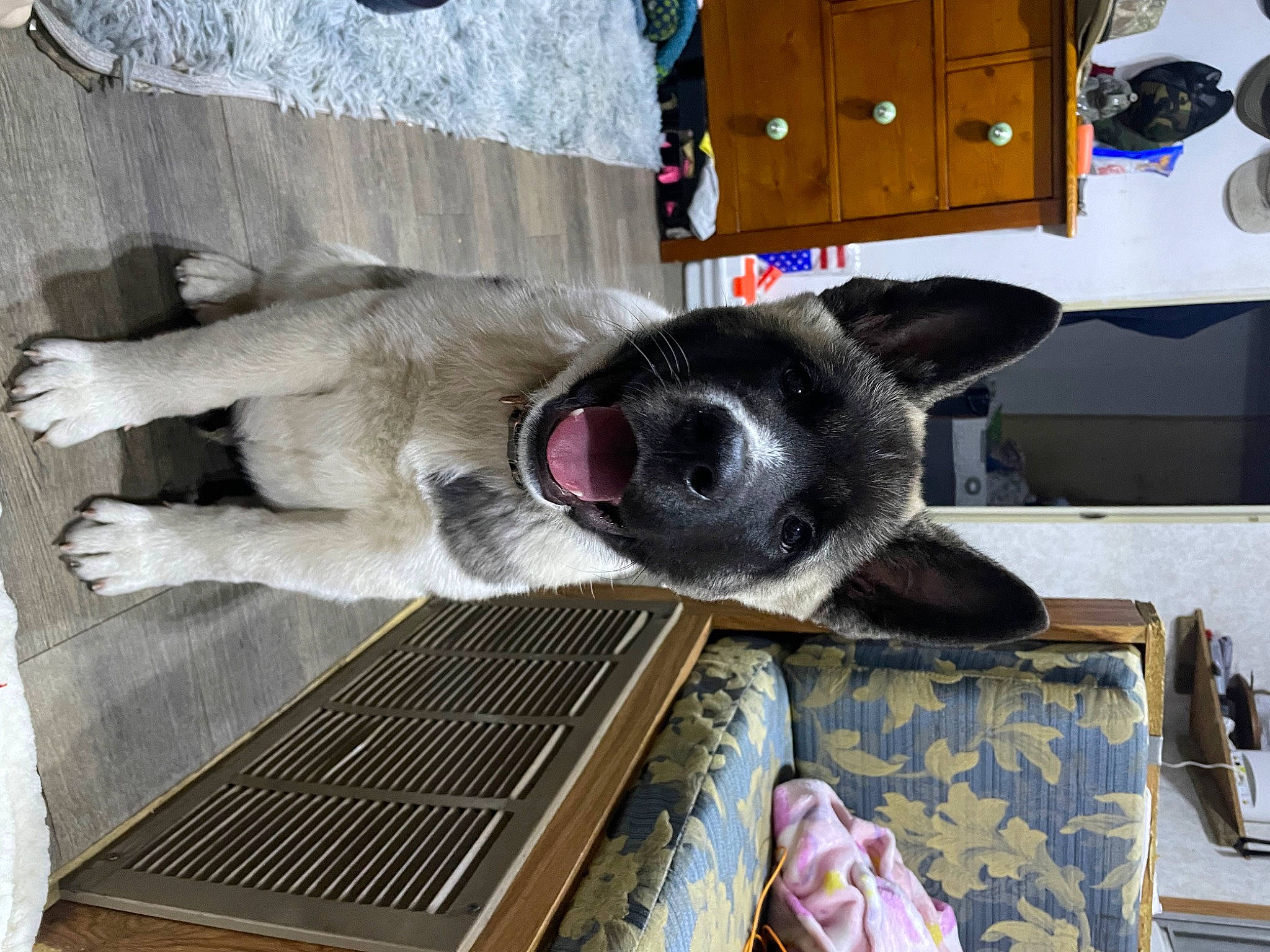 Kodiak joined the competition — help win amazing prizes! cabinetry, canidae, carnivore, chest_of_drawers, collar, companion_dog, cupboard, dog, dog_breed, dog_supply, drawer, fawn, flooring, foot, fur, grey, snout, sporting_group, tail, working_animal