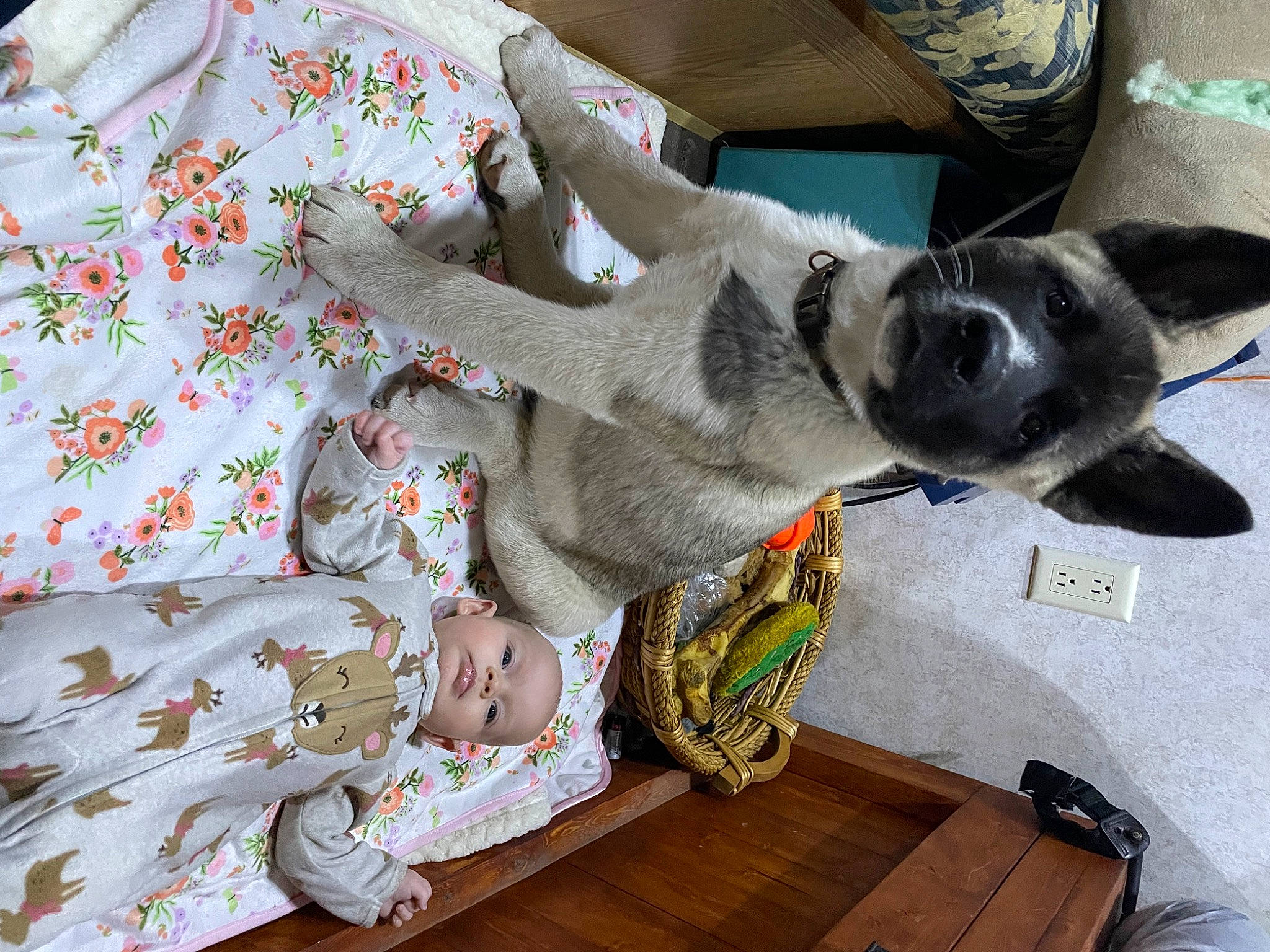 Kodiak joined the competition — help win amazing prizes! baby_toddler_clothing, canidae, carnivore, comfort, companion_dog, couch, dog, dog_breed, fawn, flooring, fur, hardwood, linens, nap, pattern, room, sleeve, sporting_group, wood