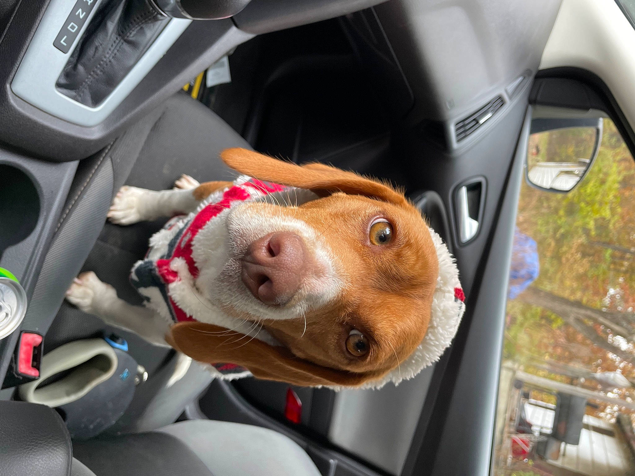 Penny is registered to the contest to win money with this photo: auto_part, automotive_design, automotive_exterior, automotive_lighting, automotive_mirror, car, car_seat, car_seat_cover, carnivore, companion_dog, dog, dog_breed, fawn, mode_of_transport, motor_vehicle, snout, steering_part, vehicle, vehicle_door, white