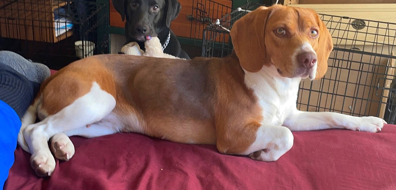 Penny is registered to the contest to win money with this photo: ancient_dog_breeds, beaglier, carnivore, collar, comfort, companion_dog, dog, dog_breed, gun_dog, hound, liver, mammal, scent_hound, sporting_group, terrestrial_animal, vertebrate, whiskers, working_animal