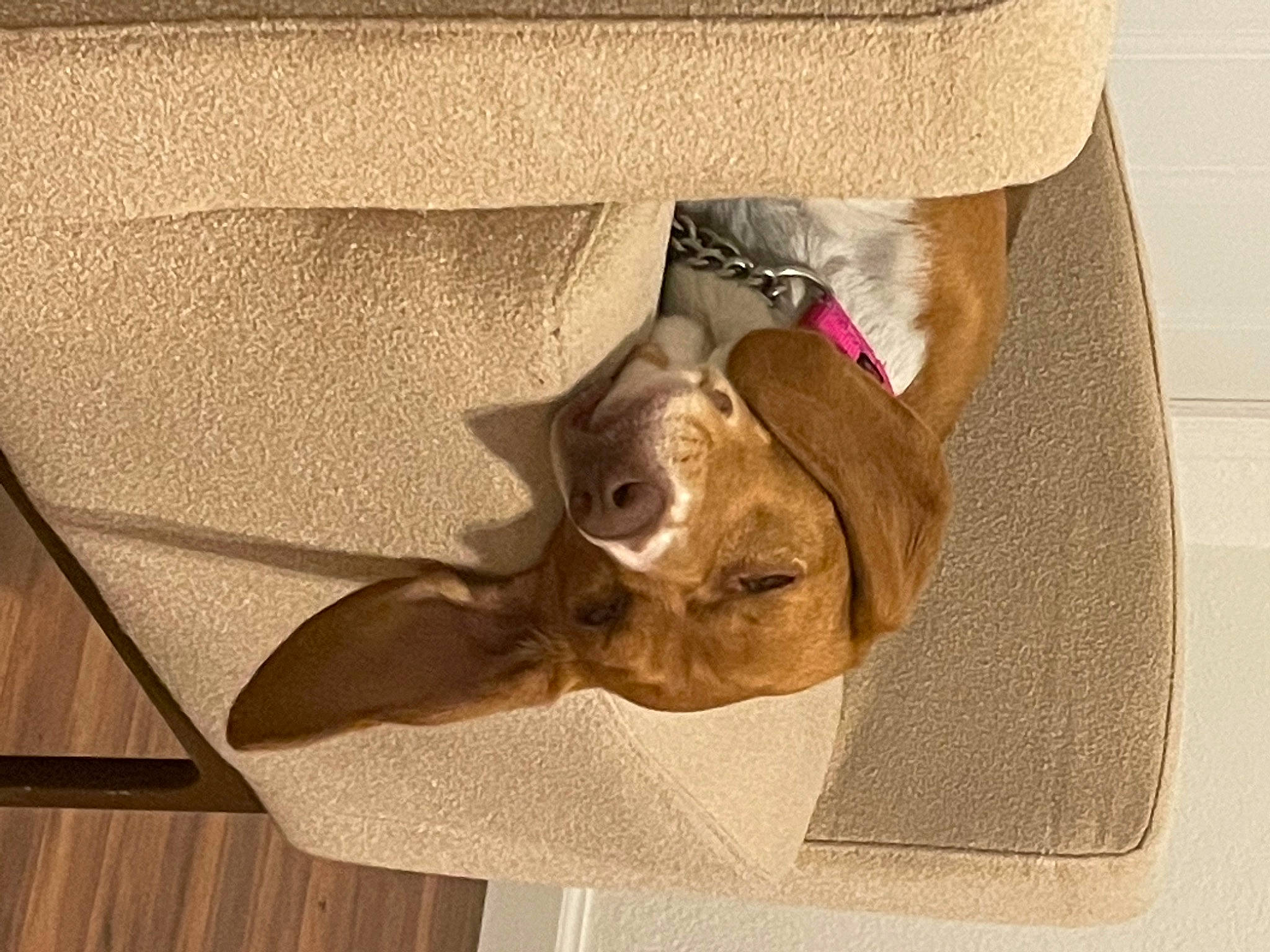 Penny is registered to the contest to win money with this photo: bag, beige, carnivore, comfort, companion_dog, dog, dog_breed, fawn, felidae, linens, liver, mammal, pet_supply, small_to_medium_sized_cats, snout, sporting_group, tail, whiskers, wood, working_animal