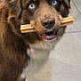 animal, blue_eyes, brown_dog, canine, chew_stick, cute, dog, domestic_animal, ears, floor, fur, indoor, looking_up, mischievous, mouth, pet, portrait, snout, standing, tile_floor