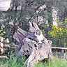 Volcan a rejoint le concours — aidez-le/la à gagner de superbes lots ! animal, cat, flowers, garden, grass, greenery, hanging_planter, lying_down, nature, outdoor, pet, plants, rustic, sitting, tabby_cat, tree_stump, trees, white_cat, wood, yellow_flowers