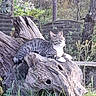 animal, branch, cat, fallen_tree, foliage, forest, garden, grass, log, nature, outdoor, pet, plants, portrait, relaxed, sunlight, tabby_cat, tree, wildlife, woodland