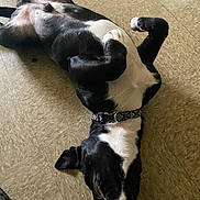 Haku joined the competition — help win amazing prizes! dog, black_and_white, lying_down, floor, tile_floor, collar, pet, canine, relaxed, indoor, playful, cute, animal, fur, paws, head, sleeping, domestic_animal, resting, companion