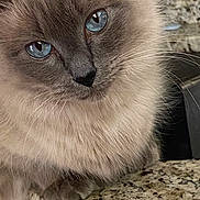 Princess Jinxy is registered to the contest to win money with this photo: cat, blue_eyes, fluffy, close_up, feline, whiskers, nose, fur, domestic_cat, pet, indoor, countertop, kitchen, animal, mammal, portrait, sitting, cute, soft, calm