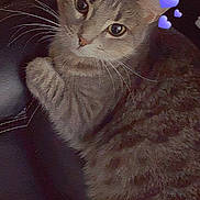 Honey is registered to the contest to win money with this photo: cat, tabby, pet, animal, whiskers, ears, fur, cute, indoor, relaxed, heart_emojis, purple_hearts, closeup, face, eyes, paw, resting, cozy, feline, adorable