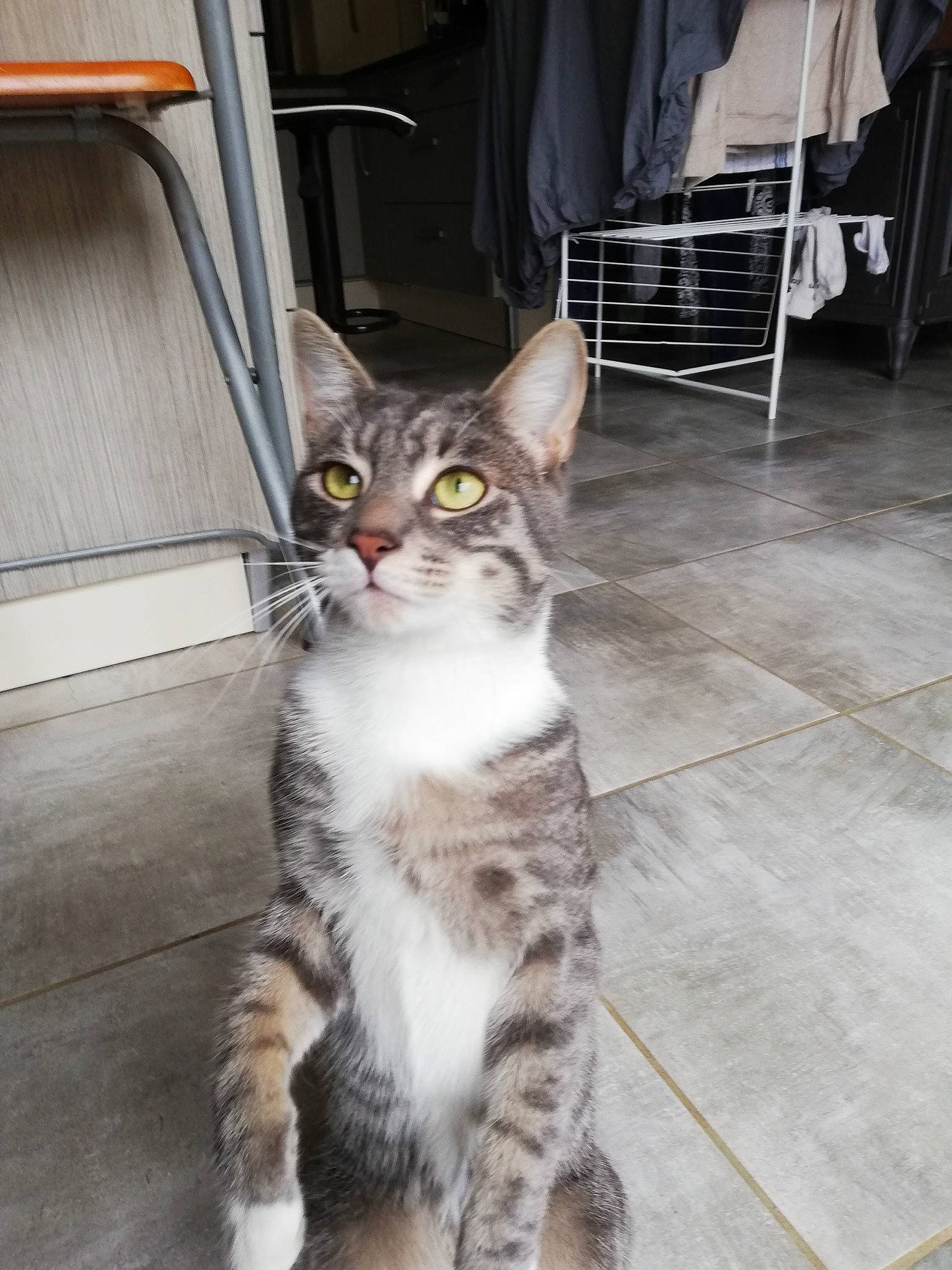 Psylo participe au concours pour gagner de l'argent avec cette photo : aegean_cat, american_shorthair, american_wirehair, asian, carnivore, cat, domestic_short_haired_cat, dragon_li, egyptian_mau, european_shorthair, felidae, kitten, mammal, polydactyl_cat, small_to_medium_sized_cats, snout, sokoke, tabby_cat, vertebrate, whiskers