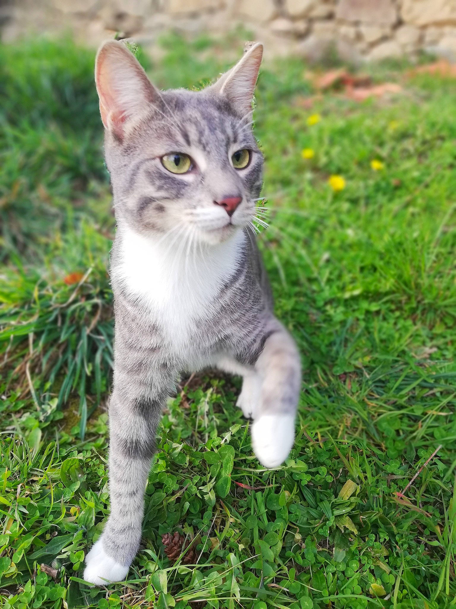 Psylo a rejoint le concours — aidez-le/la à gagner de superbes lots ! aegean_cat, american_wirehair, asian, carnivore, cat, domestic_short_haired_cat, european_shorthair, felidae, german_rex, grass, kitten, mammal, plant, polydactyl_cat, small_to_medium_sized_cats, tabby_cat, tail, whiskers, wild_cat, wildlife