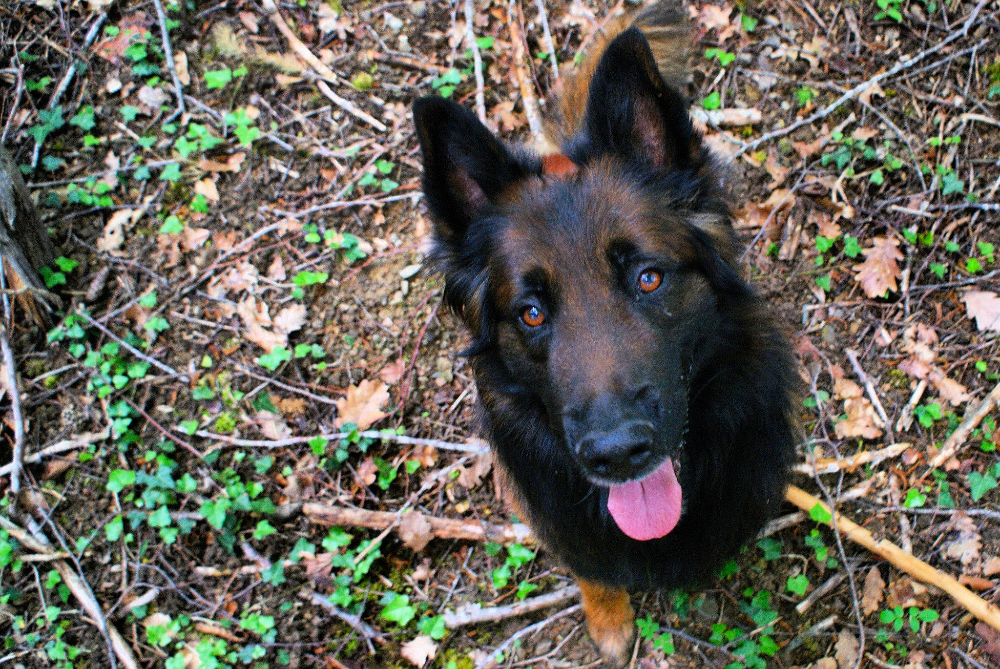 Jinko participe au concours pour gagner de l'argent avec cette photo : belgian_shepherd, belgian_shepherd_malinois, bohemian_shepherd, canidae, carnivore, dog, dog_breed, dutch_shepherd_dog, east_european_shepherd, german_shepherd_dog, groenendael, king_shepherd, kunming_wolfdog, mammal, old_german_shepherd_dog, plant, rare_breed_dog, shiloh_shepherd_dog, tervuren, vertebrate