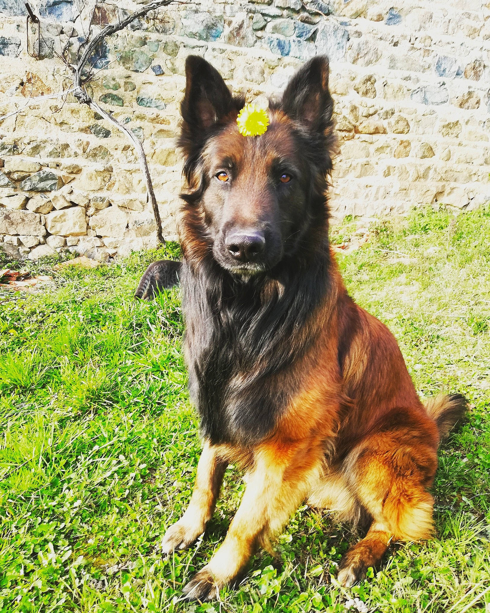 Jinko participe au concours pour gagner de l'argent avec cette photo : belgian_shepherd, belgian_shepherd_malinois, bohemian_shepherd, canidae, carnivore, dog, dog_breed, east_european_shepherd, fawn, german_shepherd_dog, grass, king_shepherd, kunming_wolfdog, mammal, old_german_shepherd_dog, rare_breed_dog, shiloh_shepherd_dog, tervuren, vertebrate, working_dog