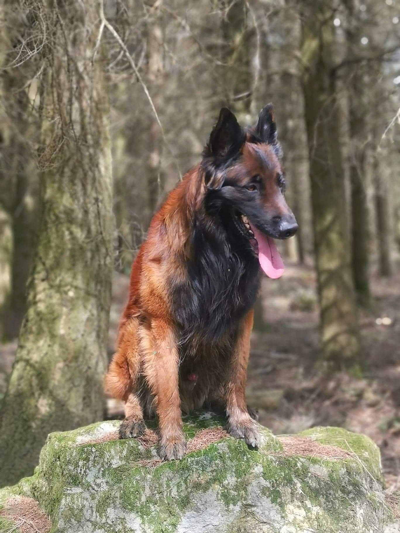 Jinko a rejoint le concours — aidez-le/la à gagner de superbes lots ! belgian_shepherd, bohemian_shepherd, canidae, carnivore, dog, dog_breed, east_european_shepherd, fawn, german_shepherd_dog, king_shepherd, kunming_wolfdog, mammal, old_german_shepherd_dog, vertebrate, wildlife, working_dog