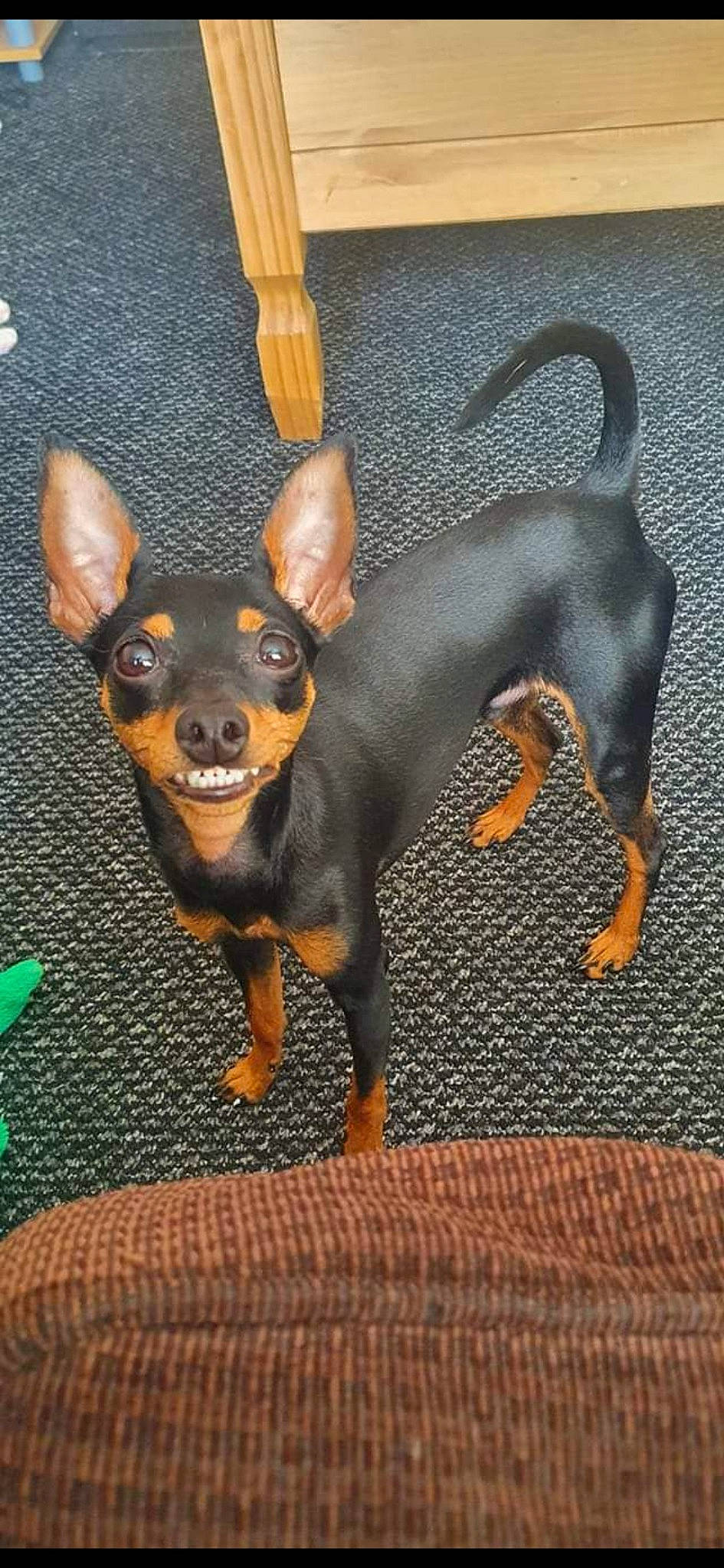 Zephyrus is registered to the contest to win money with this photo: canidae, carnivore, chihuahua, companion_dog, dog, dog_breed, ear, fawn, fur, paw, pinscher, prazsky_krysarik, russkiy_toy, snout, sporting_group, tail, terrestrial_animal, toy_dog, whiskers, working_animal