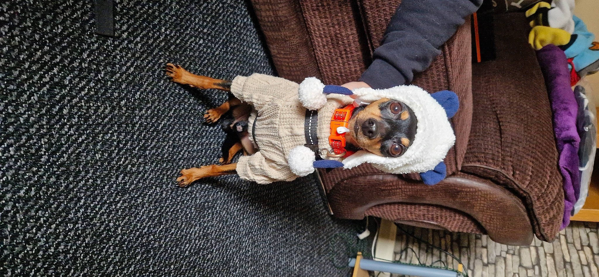 Zephyrus is registered to the contest to win money with this photo: canidae, carnivore, collar, comfort, companion_dog, couch, dog, dog_breed, dog_clothes, dog_supply, fashion_accessory, fawn, fur, linens, snout, sporting_group, stuffed_toy, toy, toy_dog, working_animal