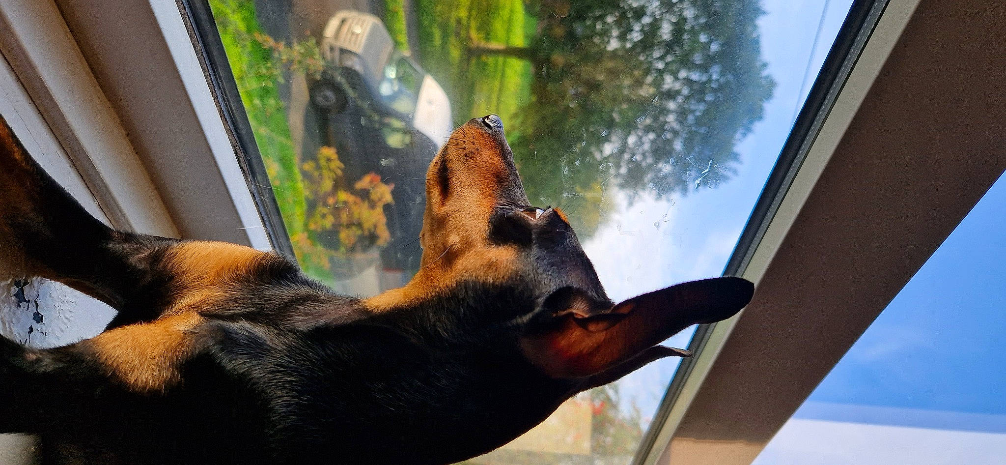 Zephyrus joined the competition — help win amazing prizes! carnivore, dog, dog_breed, ear, fawn, fur, liver, mammal, metal, plant, sky, snout, tail, terrestrial_animal, tree, vertebrate, whiskers, wildlife, window, working_animal