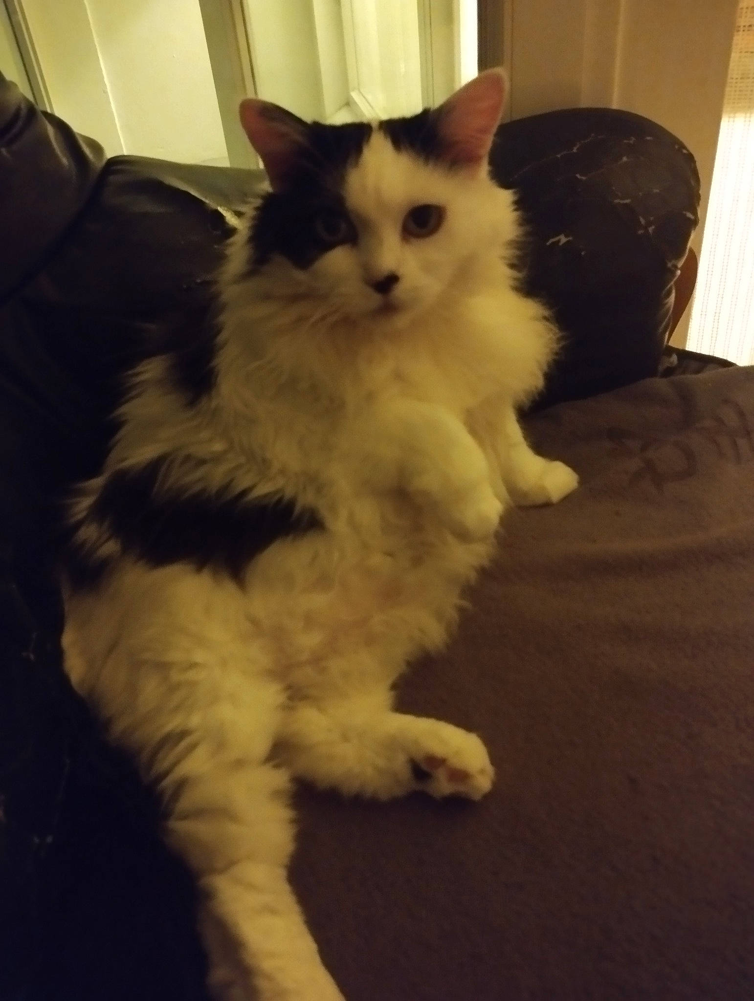 Léa participe au concours pour gagner de l'argent avec cette photo : british_longhair, carnivore, cat, claw, comfort, domestic_short_haired_cat, eye, felidae, flooring, fur, hardwood, paw, sitting, small_to_medium_sized_cats, tail, whiskers