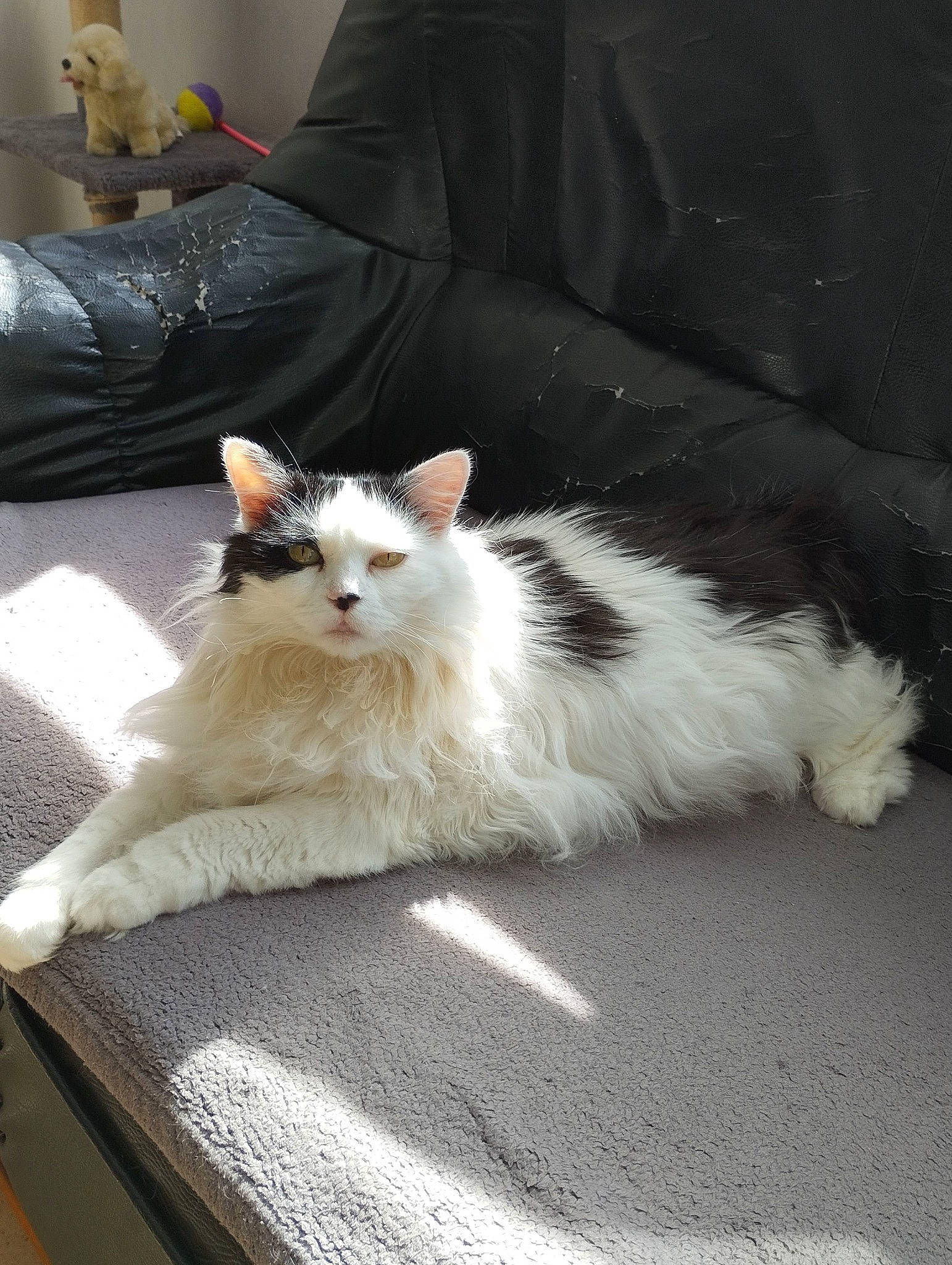 Léa a rejoint le concours — aidez-le/la à gagner de superbes lots ! carnivore, cat, claw, comfort, companion_dog, couch, domestic_short_haired_cat, felidae, flooring, fur, hardwood, paw, sitting, small_to_medium_sized_cats, tail, whiskers, wood