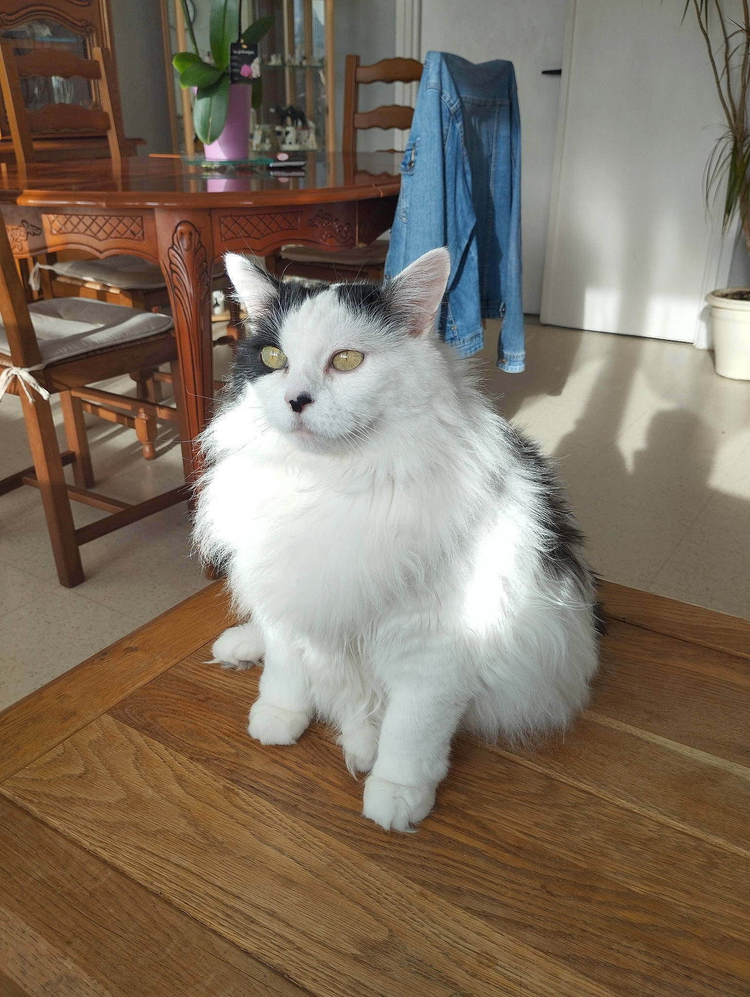 Léa a rejoint le concours — aidez-le/la à gagner de superbes lots ! carnivore, cat, chair, fawn, felidae, floor, flooring, flowerpot, fur, hardwood, houseplant, laminate_flooring, plant, small_to_medium_sized_cats, snout, tail, whiskers, wood, wood_flooring, wood_stain