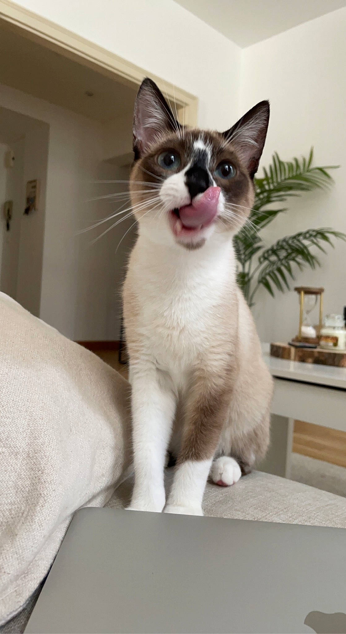 Freyja participe au concours pour gagner de l'argent avec cette photo : carnivore, cat, collar, comfort, domestic_short_haired_cat, felidae, flowerpot, fur, houseplant, paw, plant, small_to_medium_sized_cats, snout, tail, whiskers, window