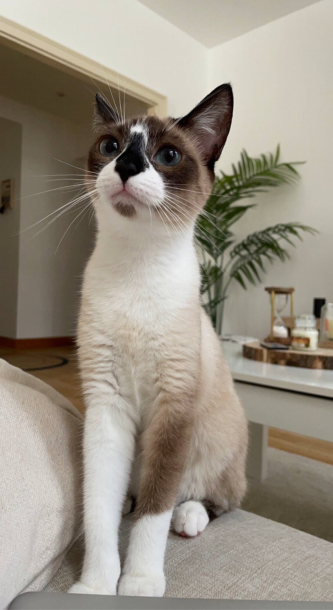 Freyja a rejoint le concours — aidez-le/la à gagner de superbes lots ! carnivore, cat, collar, domestic_short_haired_cat, felidae, flowerpot, foot, fur, houseplant, paw, pet_supply, plant, small_to_medium_sized_cats, tail, terrestrial_animal, whiskers, window