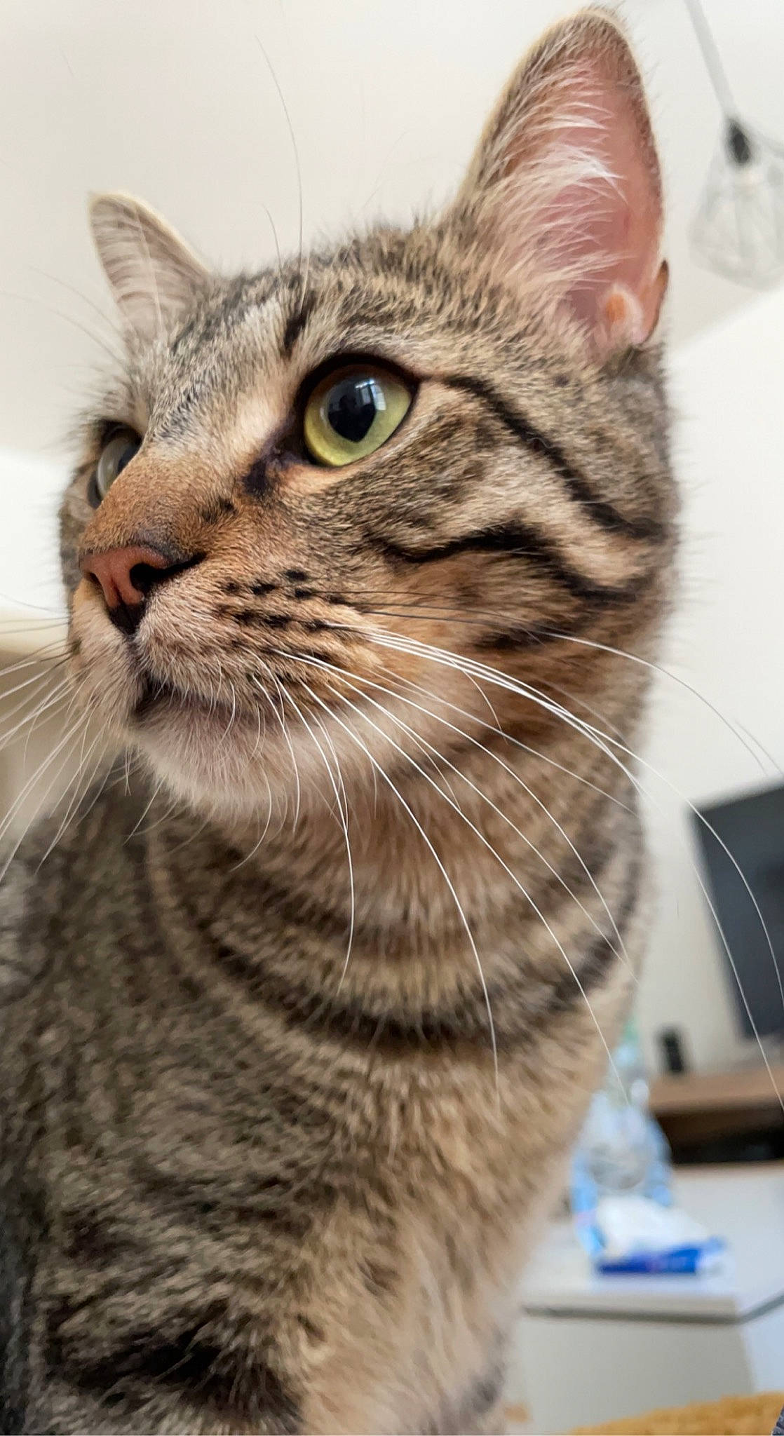 Loki a rejoint le concours — aidez-le/la à gagner de superbes lots ! carnivore, cat, domestic_short_haired_cat, felidae, fur, small_to_medium_sized_cats, snout, terrestrial_animal, whiskers, wildlife, window