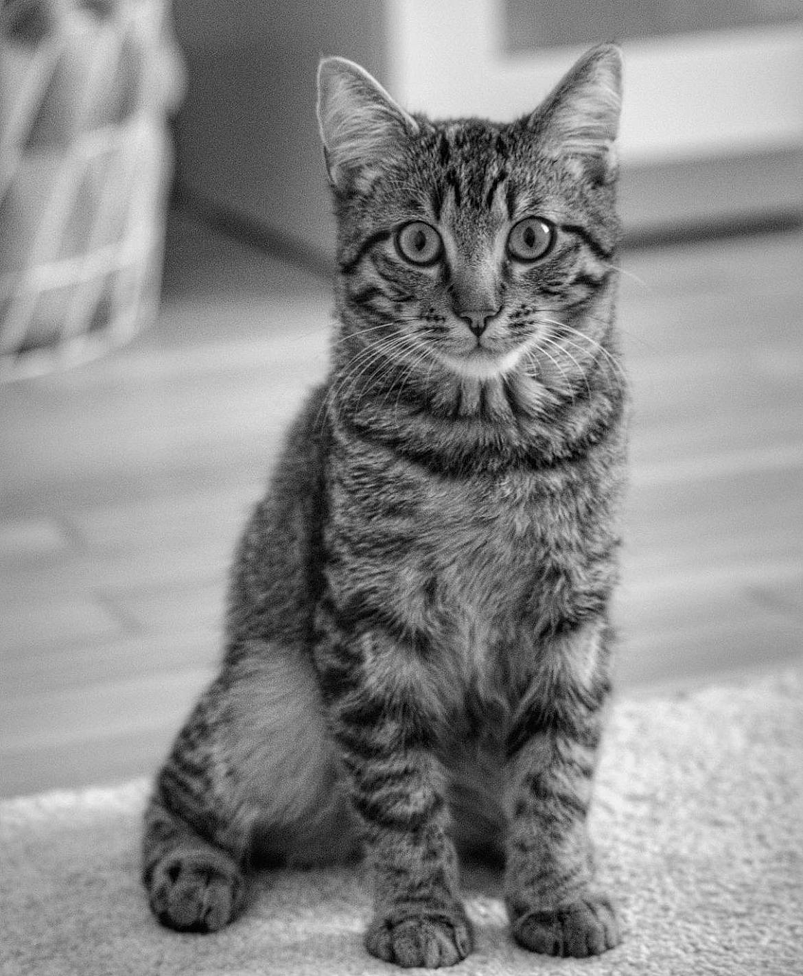 Loki a rejoint le concours — aidez-le/la à gagner de superbes lots ! art, black_and_white, carnivore, cat, claw, domestic_short_haired_cat, felidae, fur, grey, monochrome, monochrome_photography, paw, road_surface, sitting, small_to_medium_sized_cats, snout, tail, terrestrial_animal, whiskers, wildlife