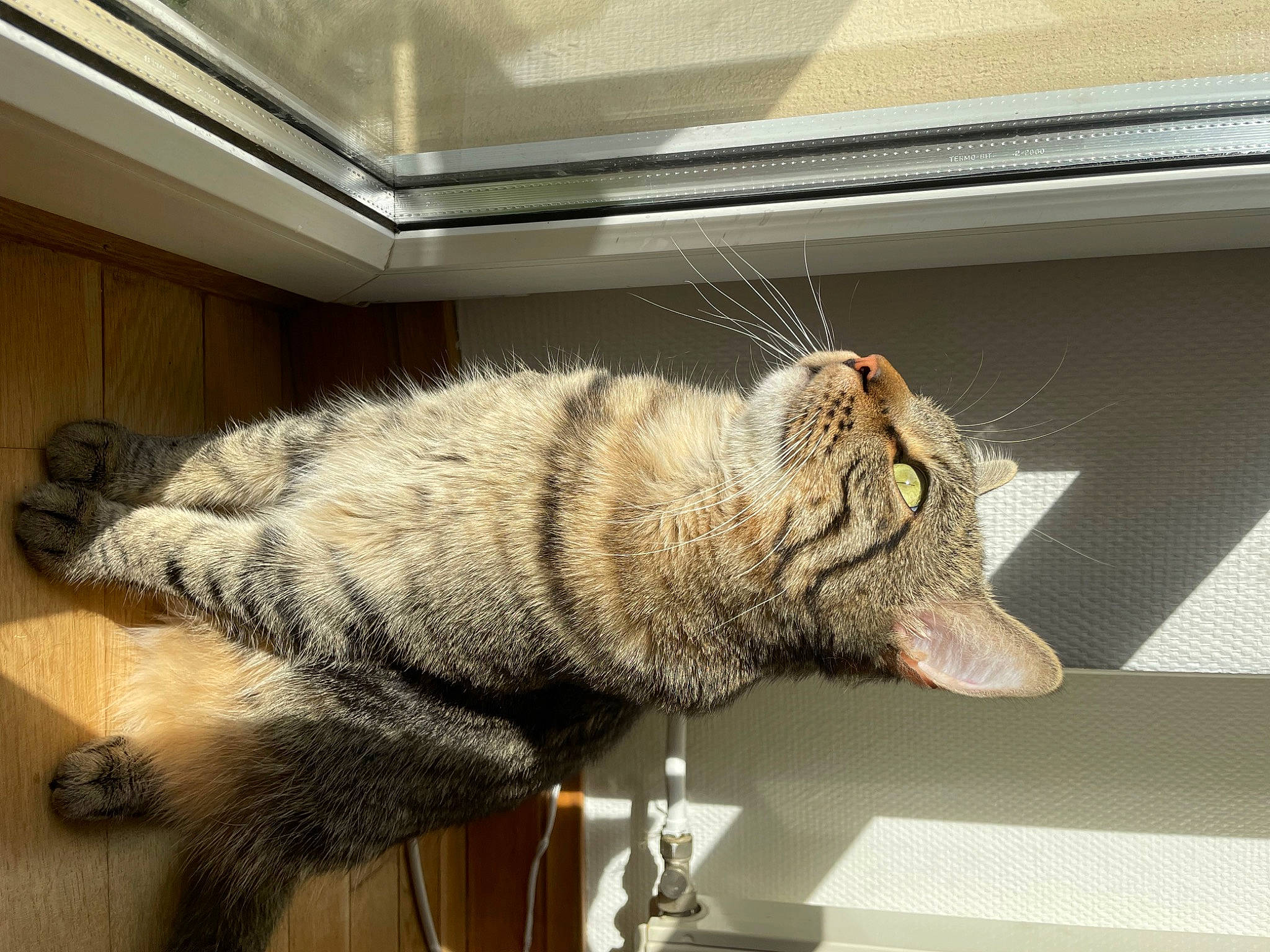 Loki a rejoint le concours — aidez-le/la à gagner de superbes lots ! carnivore, cat, claw, comfort, domestic_short_haired_cat, felidae, flooring, fur, nap, paw, room, small_to_medium_sized_cats, snout, tail, terrestrial_animal, whiskers, window