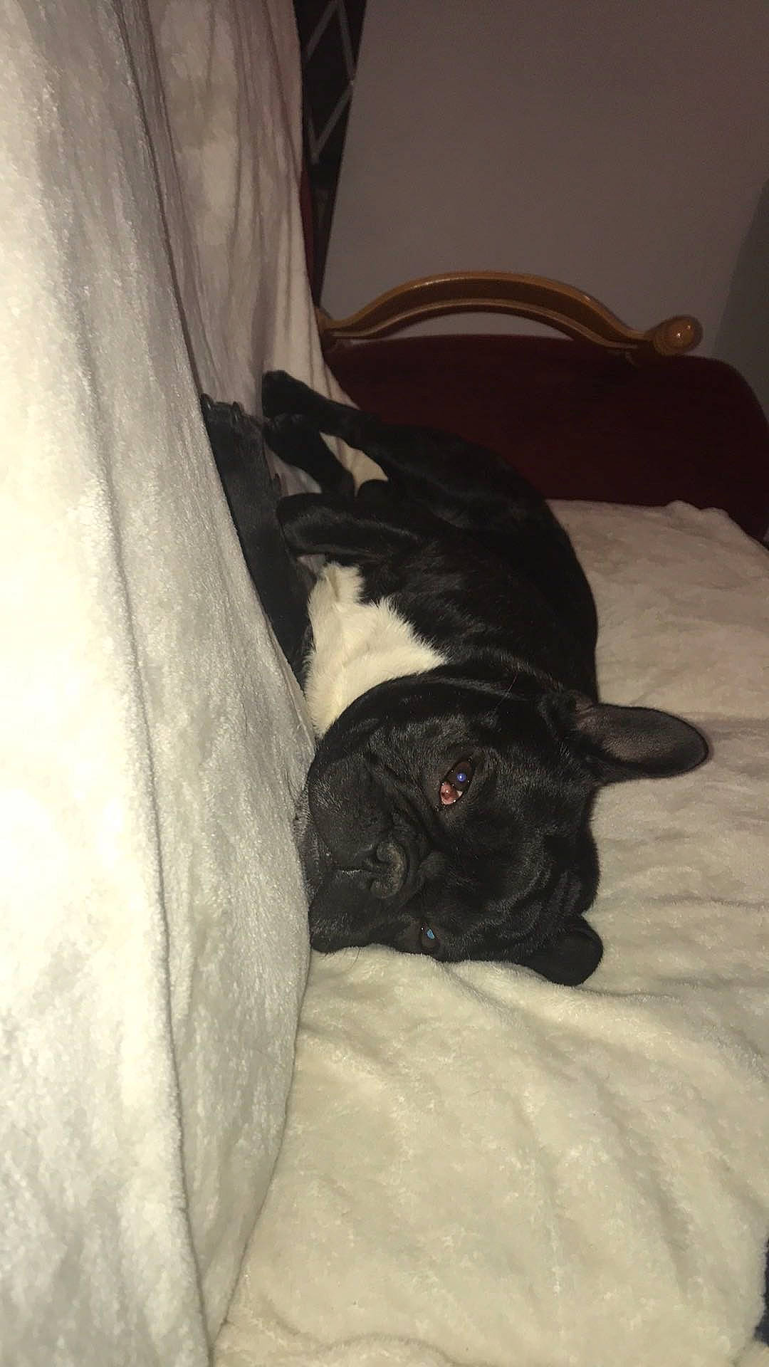 Guizmo participe au concours pour gagner de l'argent avec cette photo : bed, boston_terrier, canidae, carnivore, comfort, companion_dog, couch, dog, dog_breed, fawn, fur, grey, linens, nap, snout, sporting_group, tail, toy_dog, whiskers, working_animal